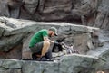 Krakow zoo staff feeding penguins with fish